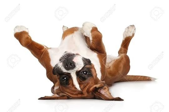 boxer dog laying on his back: 