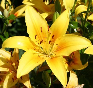 yellow lily