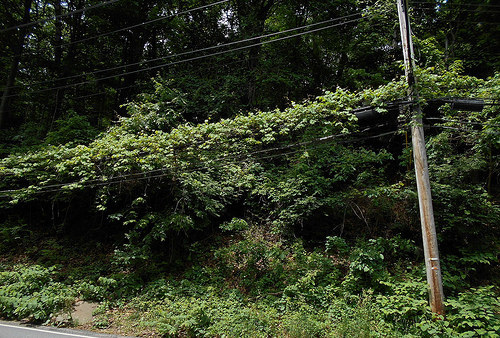 grape vines on the utility wires