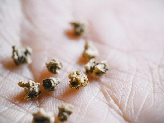 Multigerm beet seeds