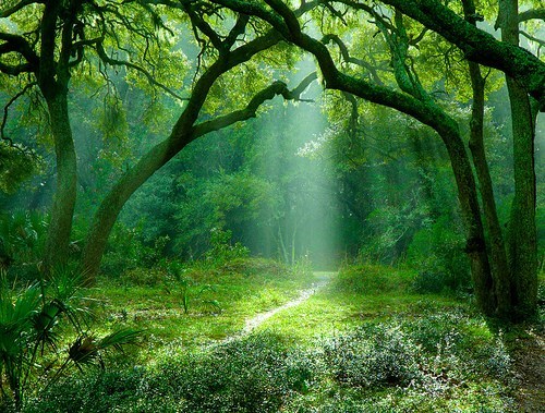 Path in the rainforest