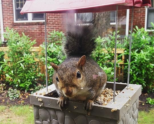 mid-June Garden Shenanigans