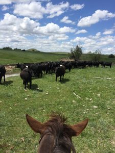 Colorado Cattle Company and Guest Ranch