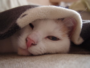 Sally Under a Blanket