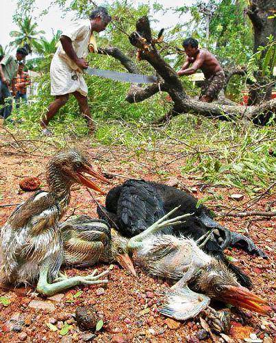 பறவைகளின் மரணங்கள்