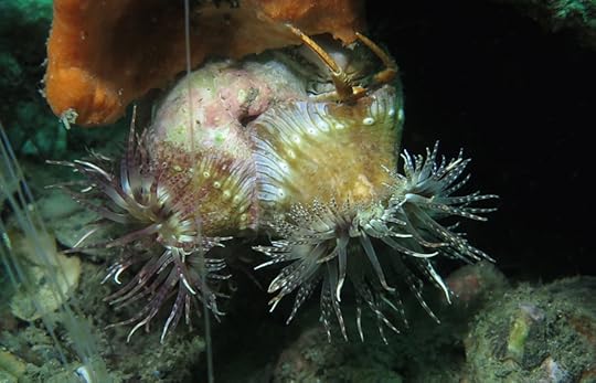 Anemone and Dardanus 2 cmp