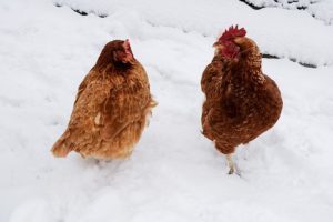 chicken-1911144__340