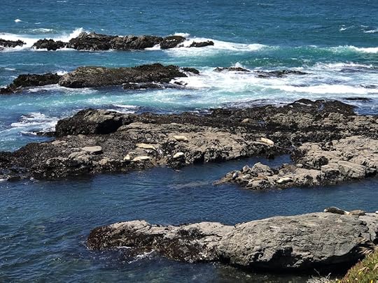 Sea lions rookery—how many can you count?