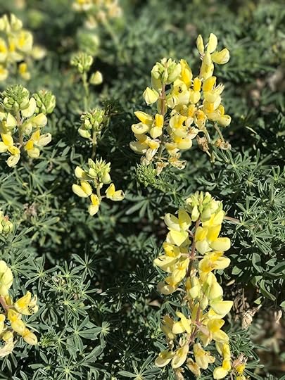 Yellow lupine.