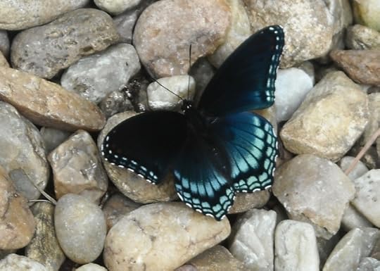 Image result for the invisible moth