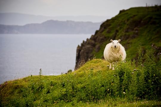 Sheep on the Isle of Skye by Mathieu Noel