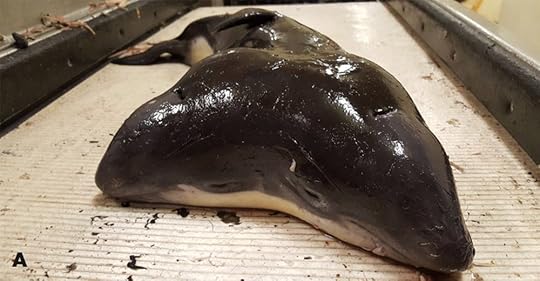 two-headed porpoise