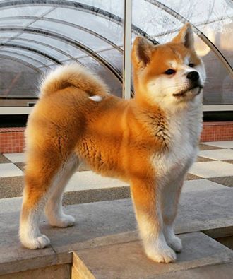 Akita