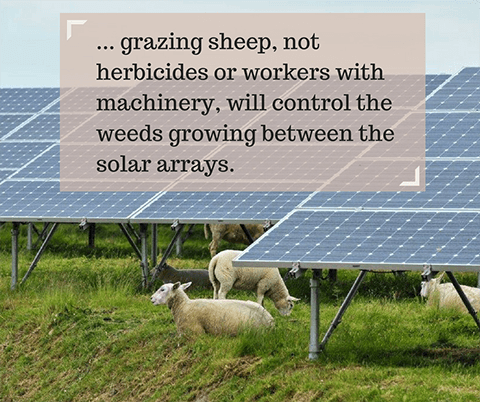 sheepquoteFinal.png