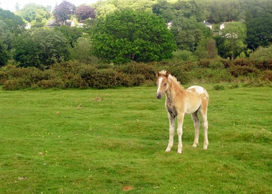 One of several foals born to the herd this spring