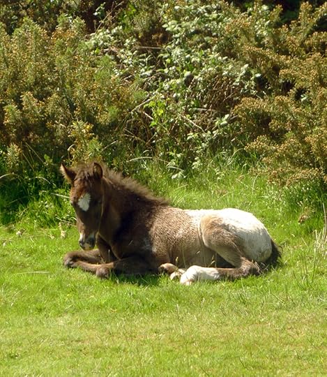 Foal
