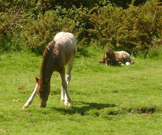 Foal