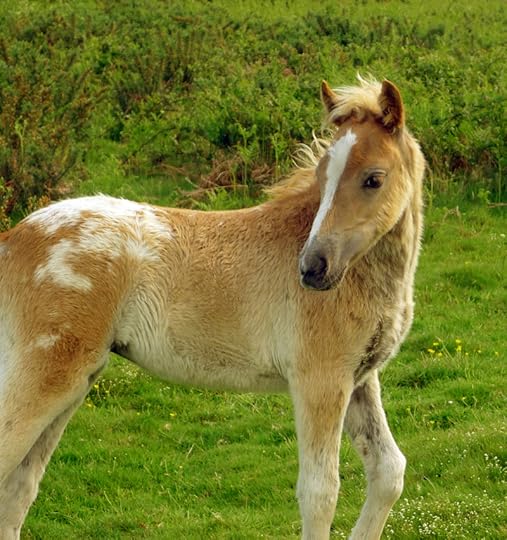 Foal