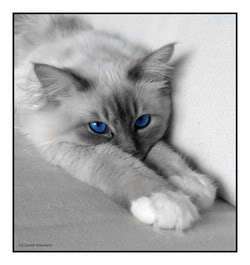 Image result for apprentice cat