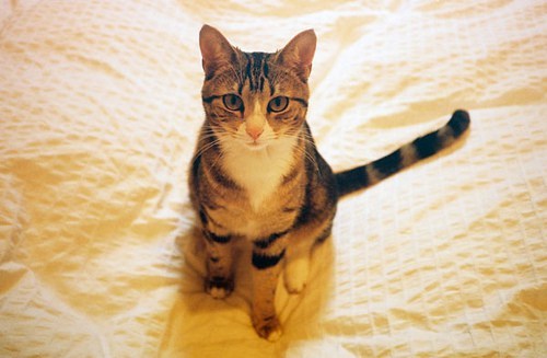 Image result for apprentice cat