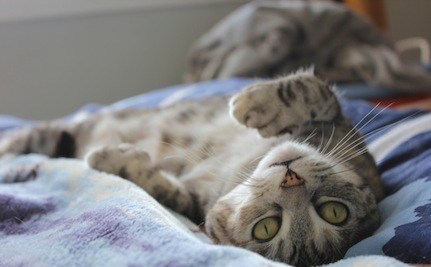 Image result for confused cat cute
