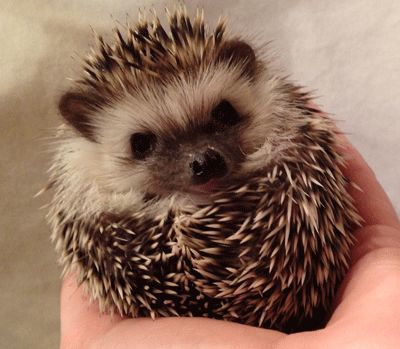 Image result for confused hedgehog