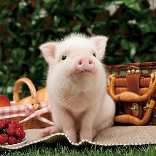 Image result for confused pig cute