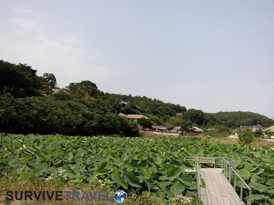 Yangdong Folk Village Review, Survive Travel 3