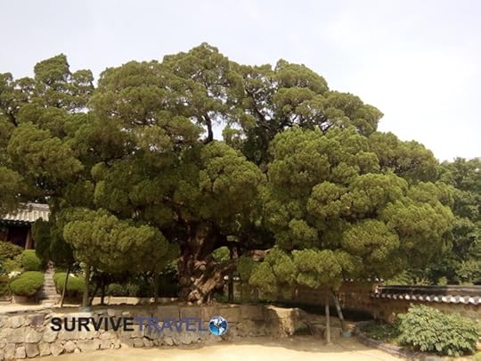 Yangdong Folk Village Review, Survive Travel 5