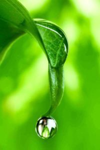 Drop of water on a leaf