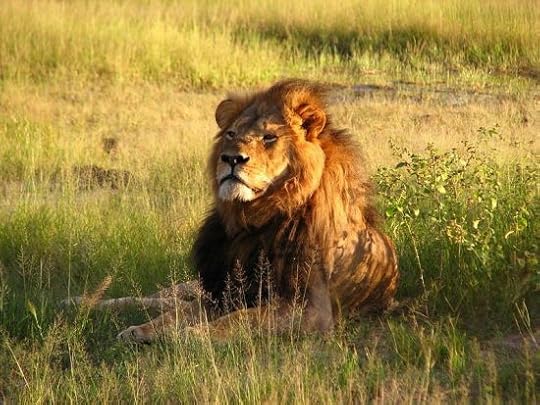Remembering Cecil the Lion