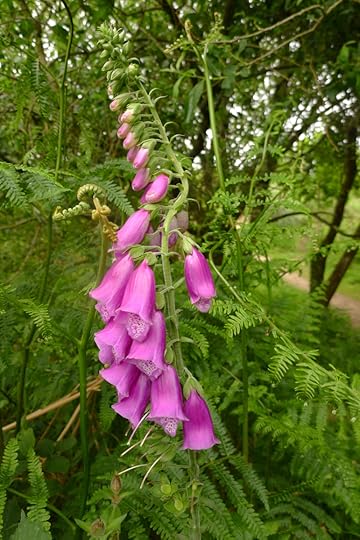 Devon foxgloves
