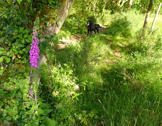 Devon foxgloves