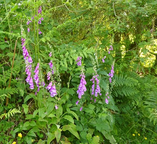 Devon foxgloves