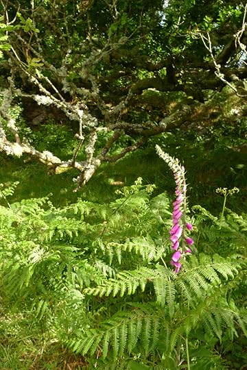 Devon foxgloves