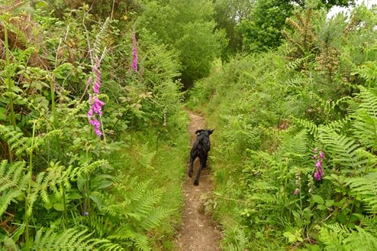Devon foxgloves
