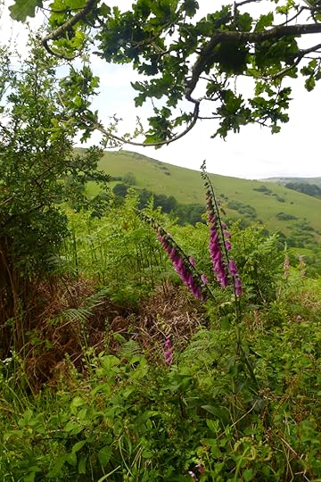 Hound and foxgloves