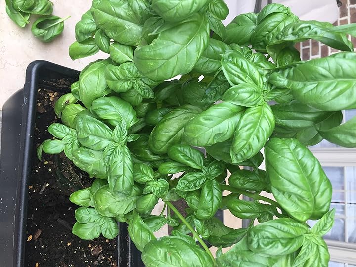 basil