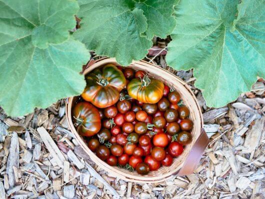 My favorite summer harvest