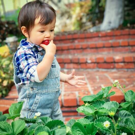 My little strawberry bandit