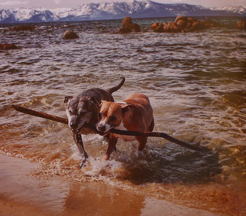 2017-06-24 - Puppers & Unleashed - 0035 [flickr]