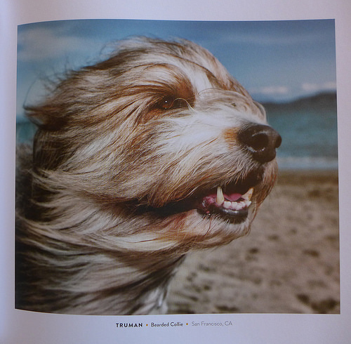 2017-06-24 - Puppers & Unleashed - 0031 [flickr]