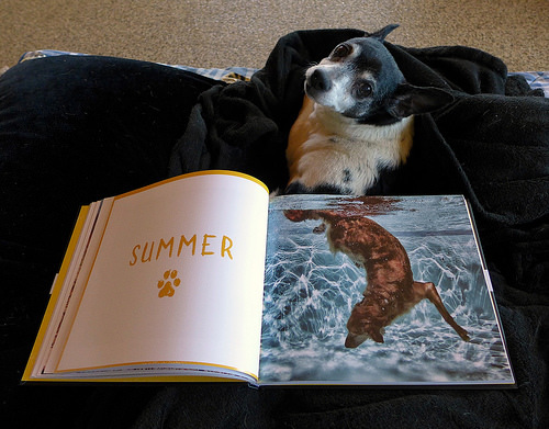 2017-06-24 - Puppers & Unleashed - 0028 [flickr]