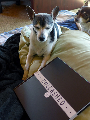 2017-06-24 - Puppers & Unleashed - 0017 [flickr]