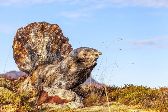 Stone black grouse in Norway. Photographer Benny Høynes