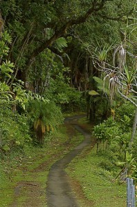 Poetry by Wael Abdelgawad