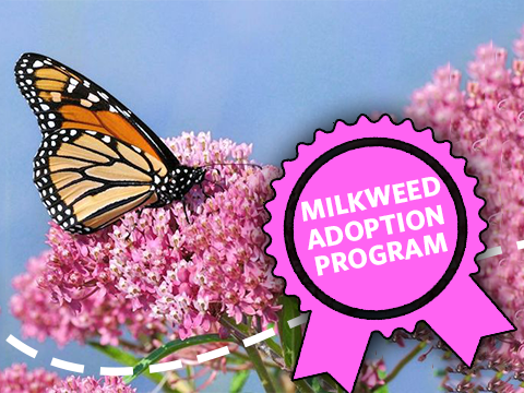 Photo: The Milkweed Adoption Program - Thank you!