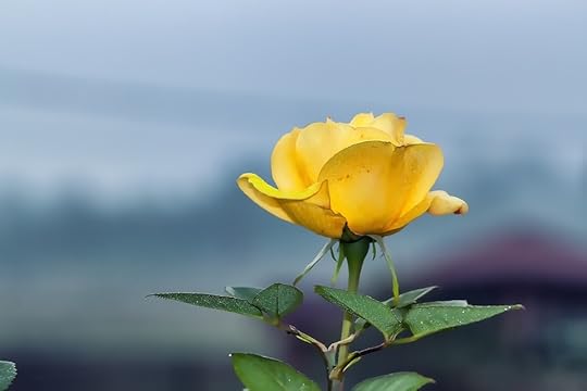 simplicity in writing