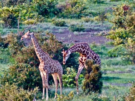 The Mystery: Approaching Elephant People, Deena Metzger