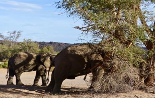 The Mystery: Approaching Elephant People, Deena Metzger